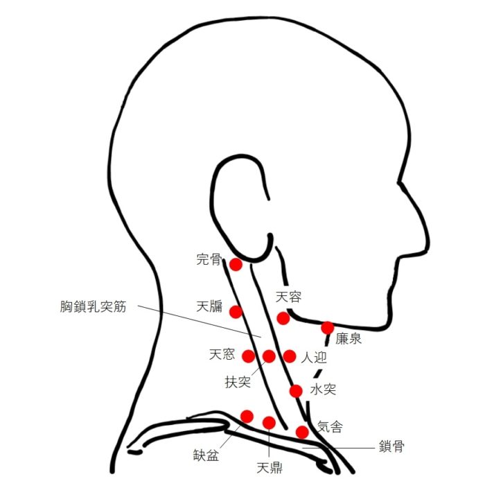 頸のツボの概略位置